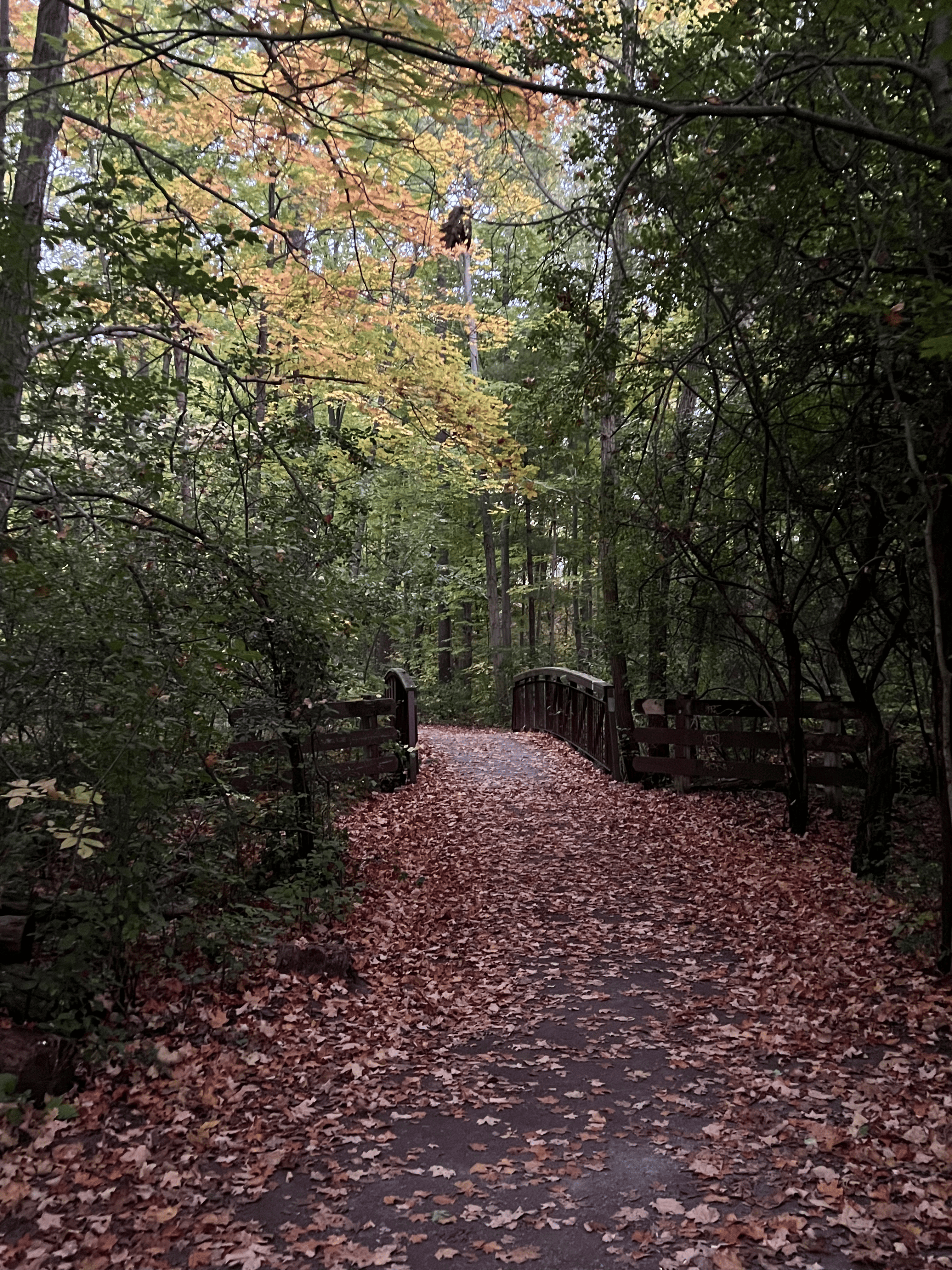  A scenic trail behind campus featuring a bridge, ideal for walking and enjoying nature.